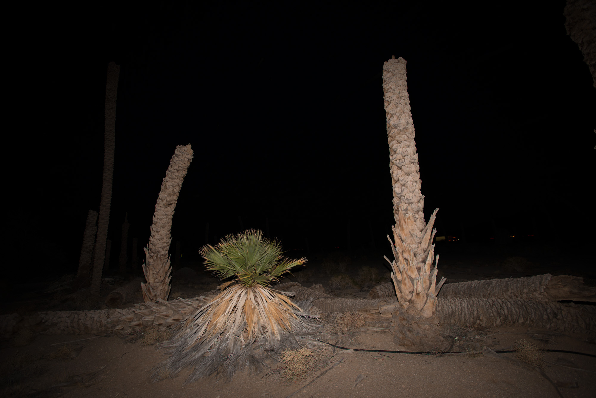 Desert Center Palm Circle, backdrop for performance