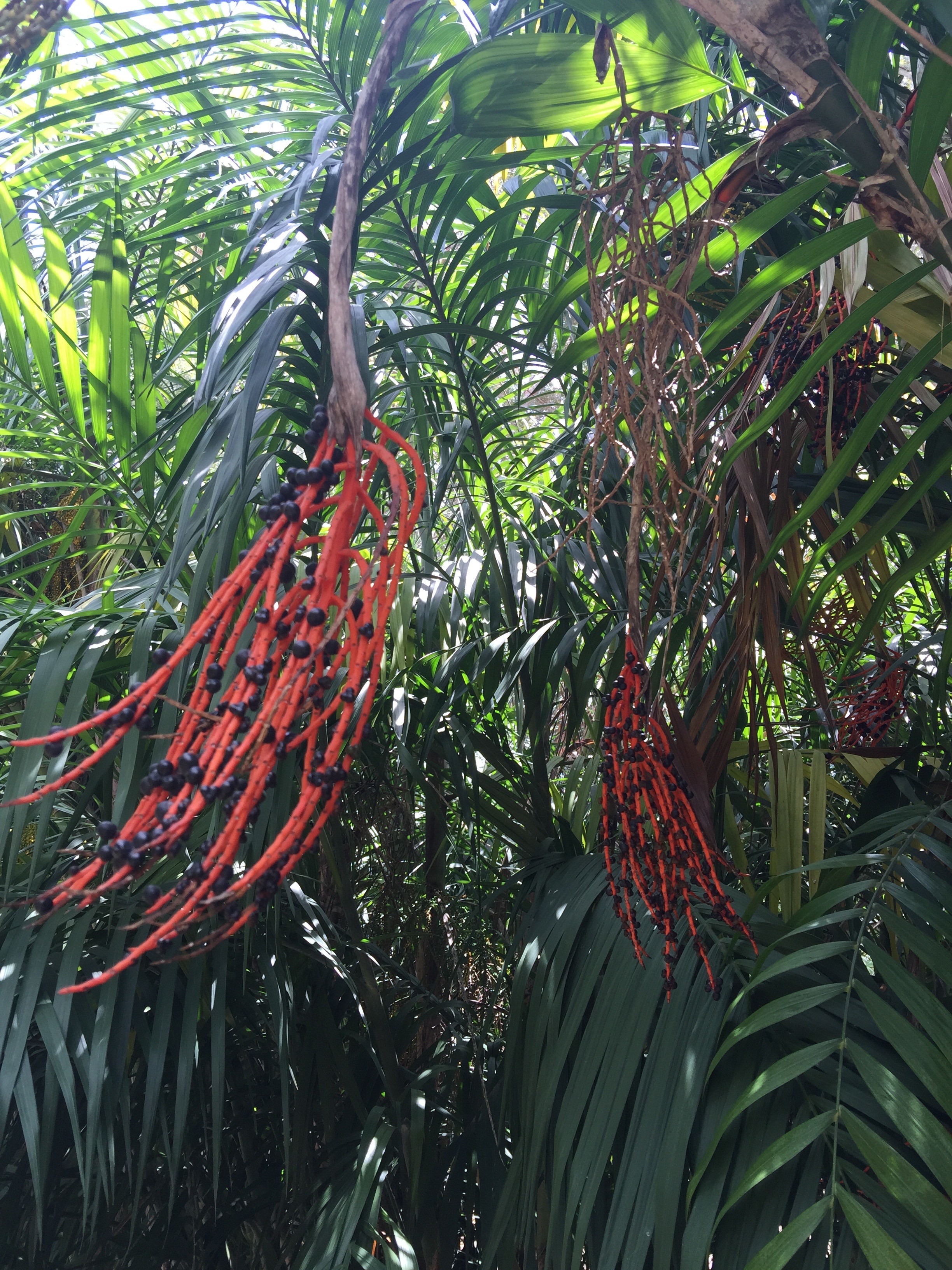 One of the to-be bronzed plants from The Lotusland Garden