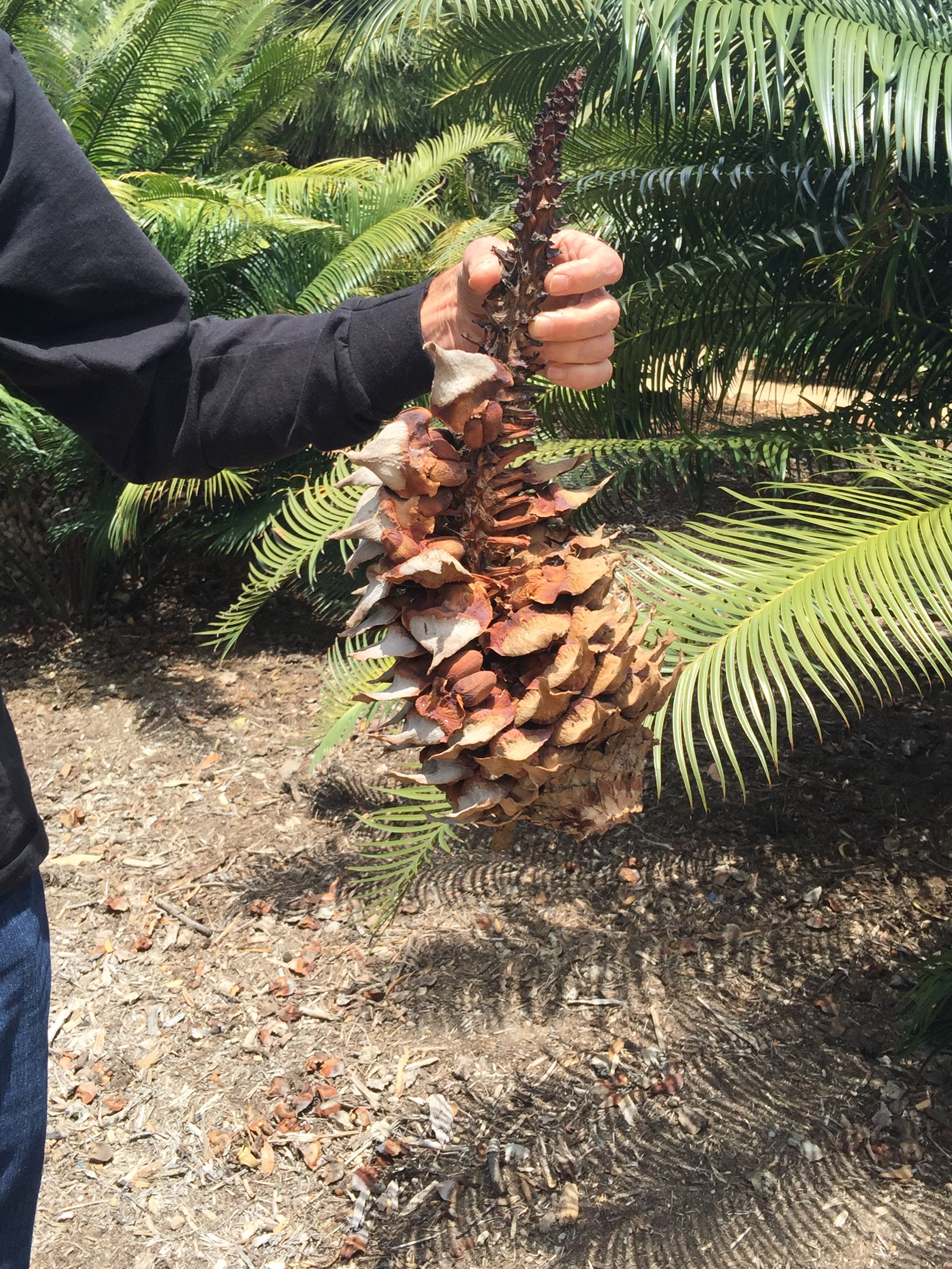 Cycad cone for bronzing!
