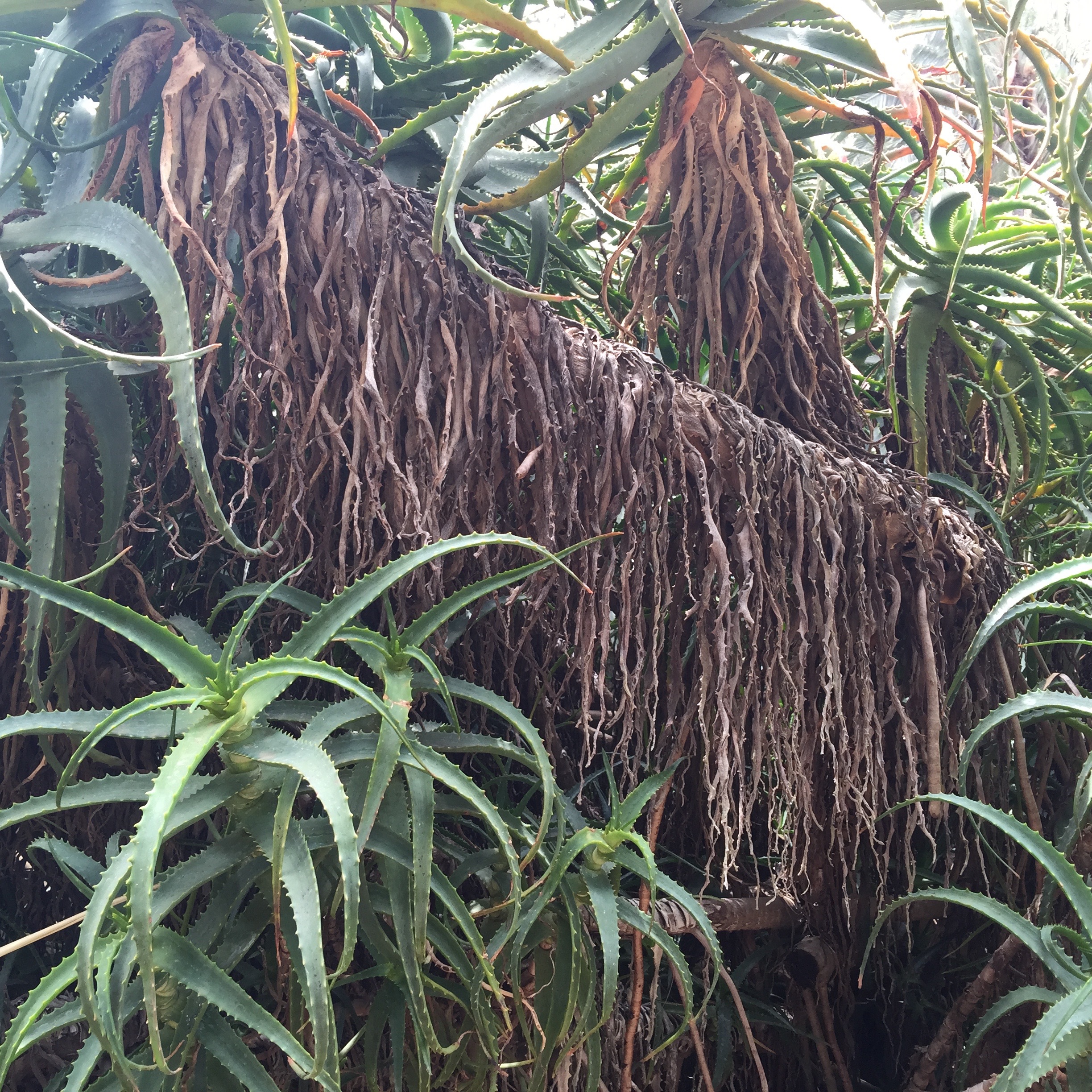 The jungle, to be bronzed, at Lotusland Gardens