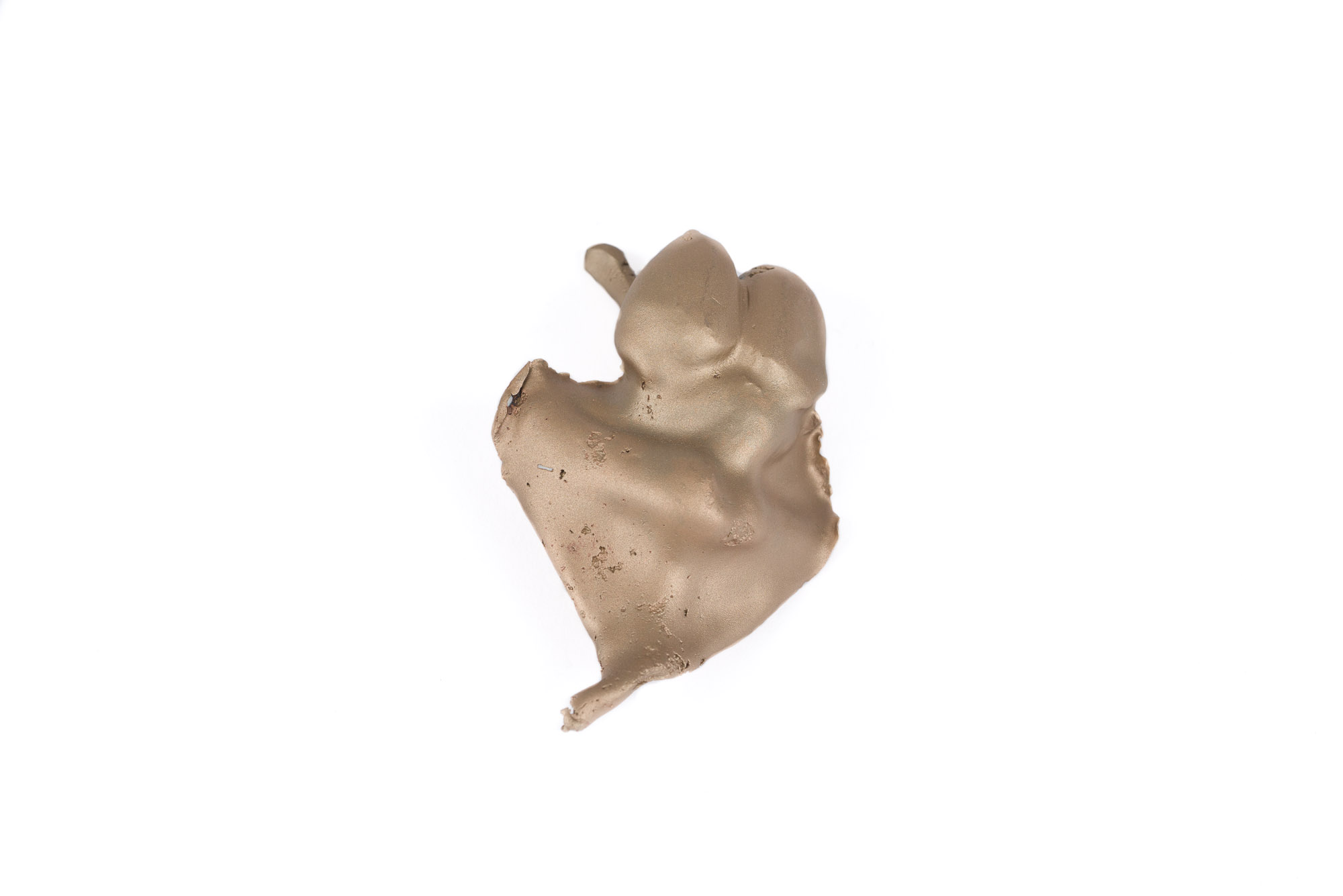 LA-LIKE: Escaped Exotics (Lotusland) Lepidozamia peroffskyana seed no.2