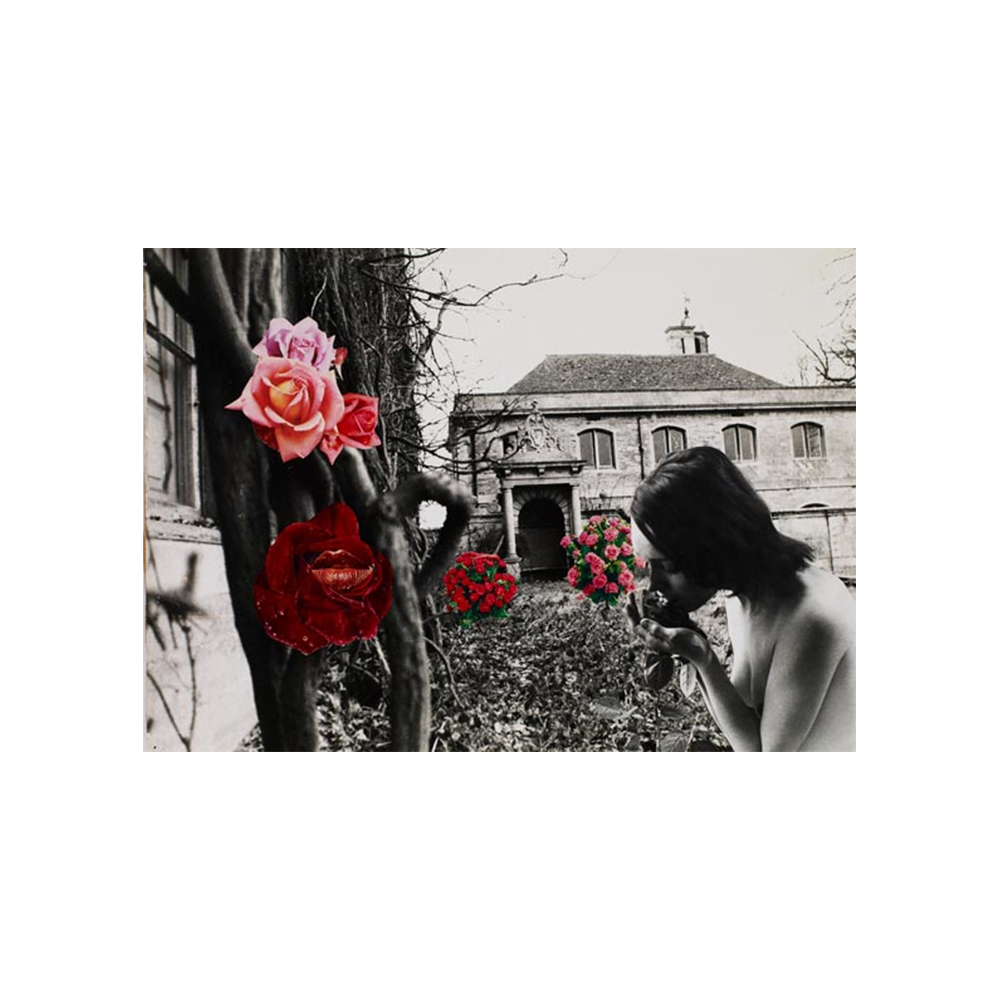 Penelope Slinger, Sigh of the Rose, 1977
