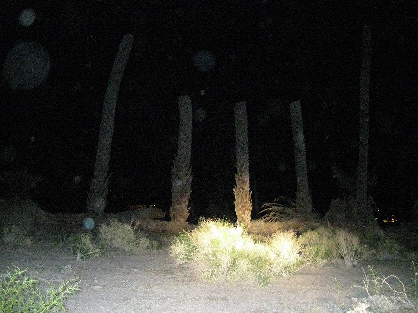 Desert Center Palm Circle, backdrop for performance